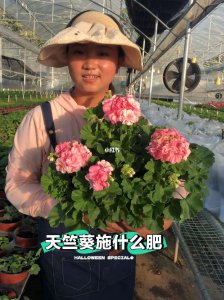 天竺葵底肥放什么肥好 天竺葵底肥施用哪种肥料效果好？