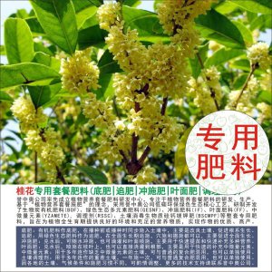 桂花底肥放什么肥好 桂花底肥适合施用哪种肥料？