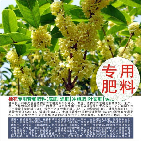 桂花底肥放什么肥好