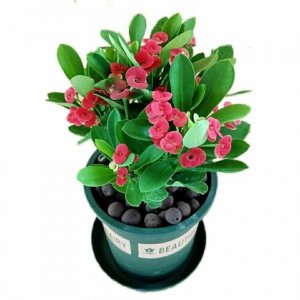 属虎的养什么花好 属虎的适合养什么花
虎年适合种什么花