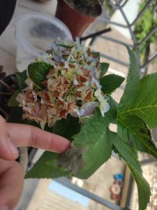 绣球怎么缓苗 如何让绣球植物缓慢生长