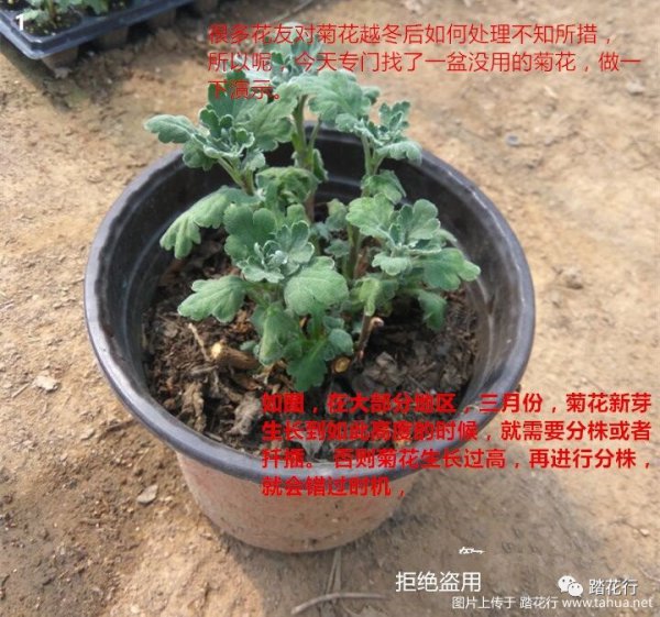 菊花怎么缓苗