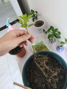 栀子花怎么缓苗 如何使栀子花苗长势缓慢？