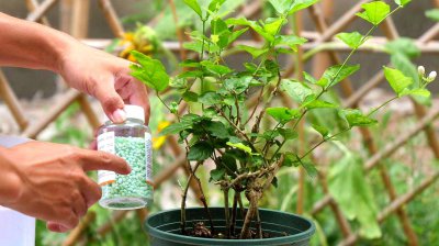 茉莉花施什么肥最好 茉莉花最适合使用什么肥料施肥？