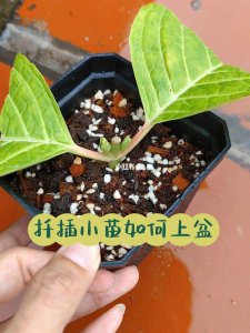 绣球花配土方法与比例 绣球花种植土壤要求和配比