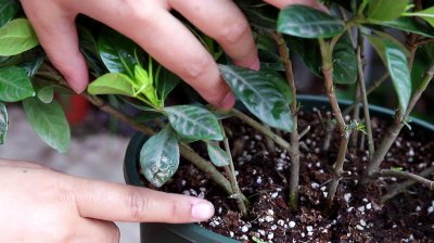 栀子花配土方法与比例 栀子花种植土壤搭配比例