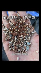 仙人球配土方法与比例 仙人球土配比技巧