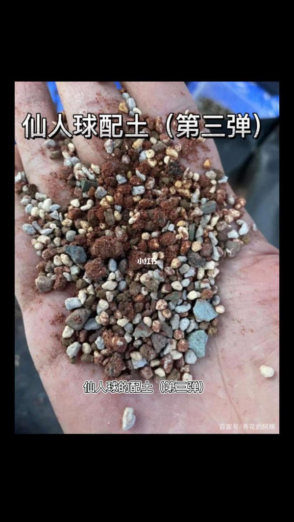 仙人球配土方法与比例
