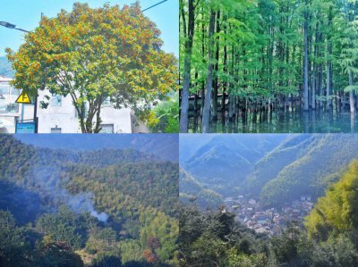 香榧树几年结果实 香榧树几年能结果实？