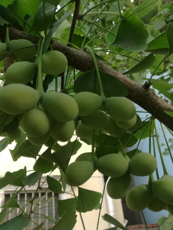 银杏树几年结果实
