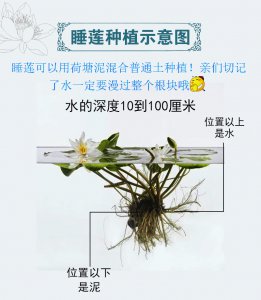 睡莲冬天怎么养护 冬季睡莲的养护技巧