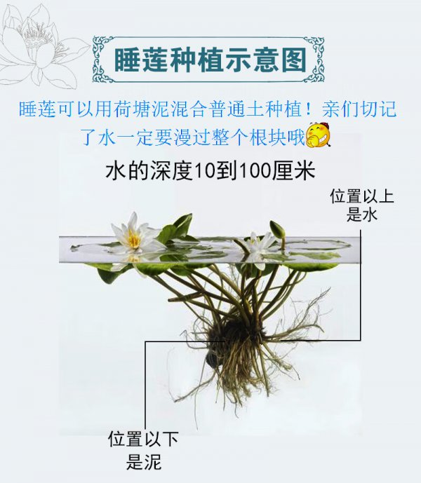睡莲冬天怎么养护