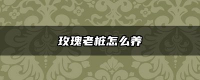 玫瑰老桩怎么养 如何养护玫瑰老桩
玫瑰老桩的养护技巧