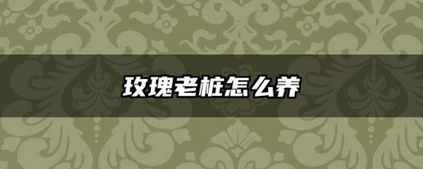 玫瑰老桩怎么养