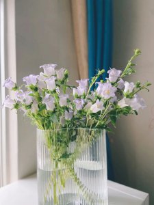 风铃花怎么水养 风铃花的养护方法及水浇灌技巧