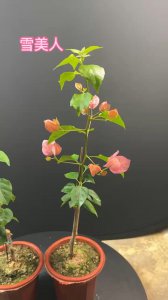三角梅生长速度快吗 三角梅的生长速度有多快？