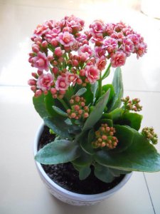 长寿花好养活吗 养长寿花容易吗？