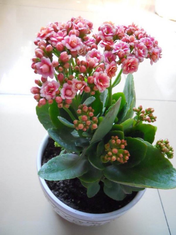 长寿花好养活吗