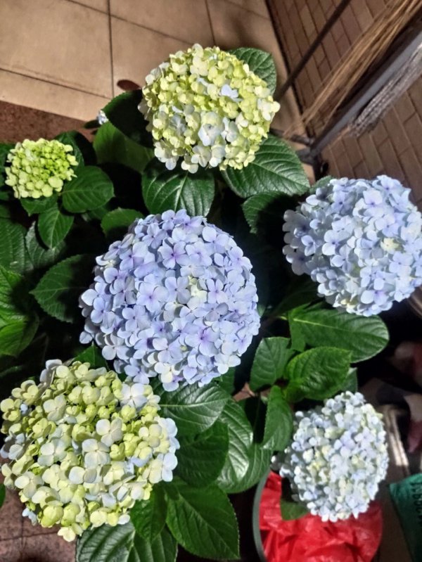 绣球花好养活吗