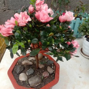 杜鹃花好养活吗 杜鹃花适合养活吗？
杜鹃花易养活吗？