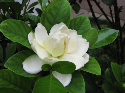 栀子花好养活吗 栀子花适合养活吗、栀子花易养活吗