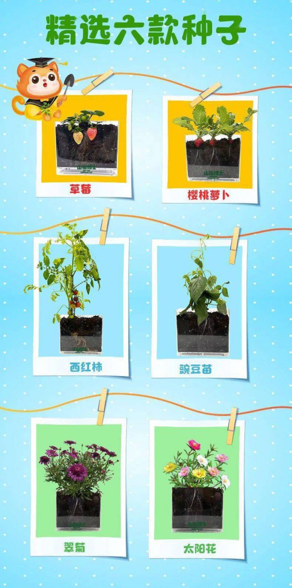 草莓的生长周期是多长时间