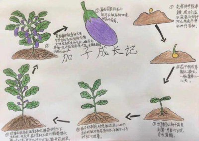 辣椒的生长周期是多长时间 辣椒需要多长时间才能生长成熟？