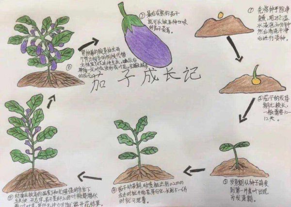 辣椒的生长周期是多长时间
