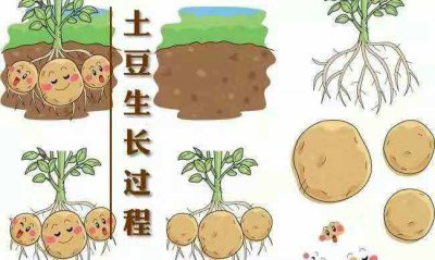 土豆的生长周期是多长时间 土豆的生长周期需要多久？