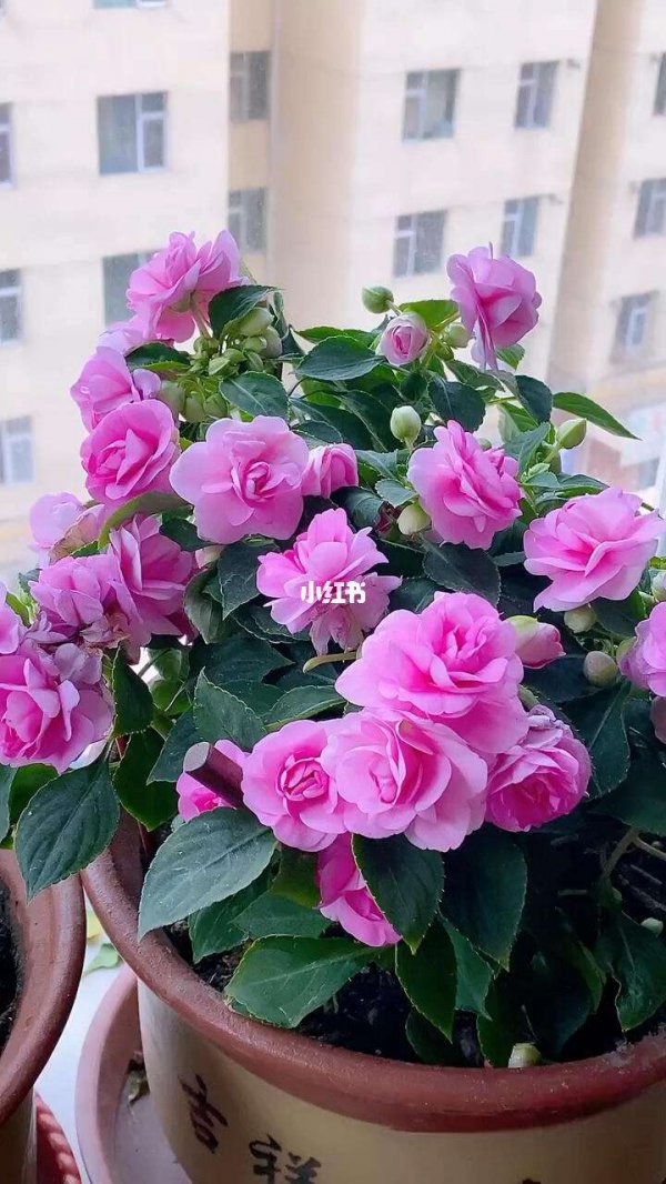 水梅花怎么养长的好