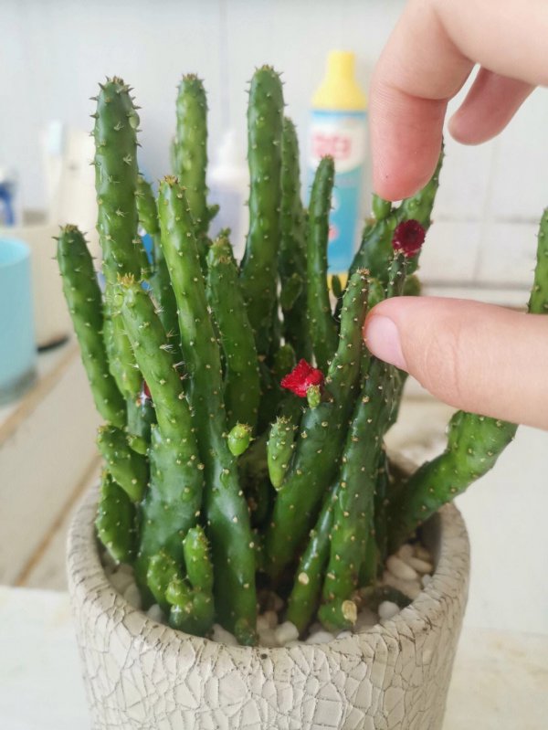 五指山仙人掌怎么养长的好
