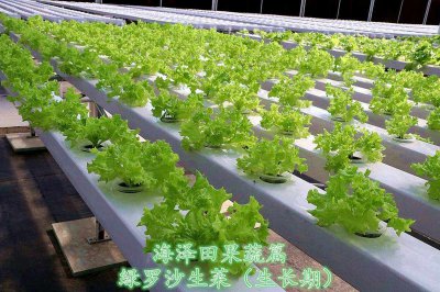 生菜怎么水养 怎样给生菜浇水？