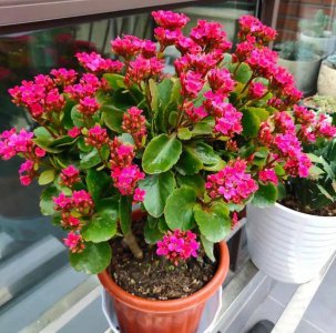长寿花好养吗怎么养 如何养护长寿花？
长寿花的养护技巧