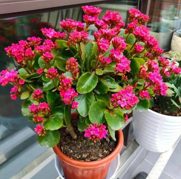 长寿花好养吗怎么养