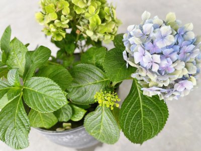 绣球花好养吗怎么养 如何养护绣球花？