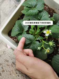 草莓怎么留种子 如何保存草莓的种子？