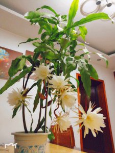 昙花多久服盆 昙花何时落盆