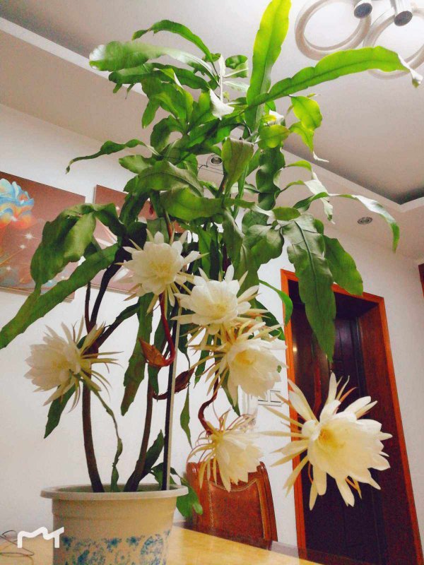 昙花多久服盆