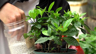 栀子花要多久服盆 栀子花需要多久才能栽种在盆中