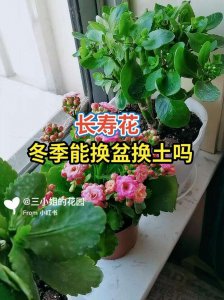 长寿花换土时间和方法 长寿花的换土时机和方式