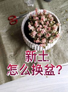 多肉换土时间和方法 多肉植物如何更换土壤及最佳时机