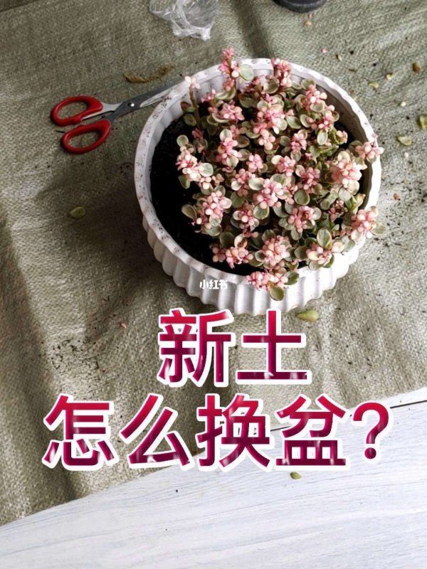 多肉换土时间和方法
