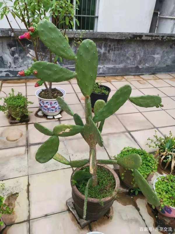 仙人掌怎么分盆容易成活