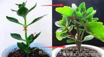 长寿花怎么分盆容易成活 长寿花分盆技巧轻松栽培成功