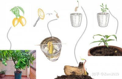 芒果怎么发芽 芒果如何发芽？
