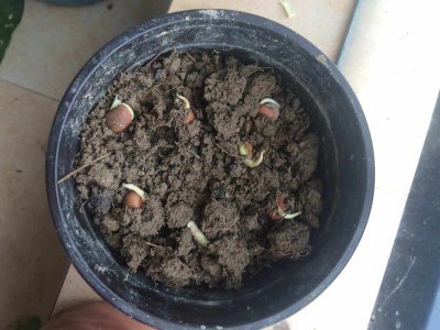 红豆怎么发芽 红豆如何发芽
红豆的发芽方法