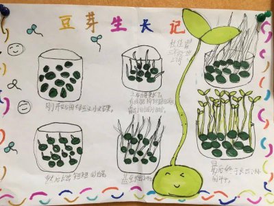 豆芽怎么发芽 如何让豆芽发芽？
豆芽如何生长？