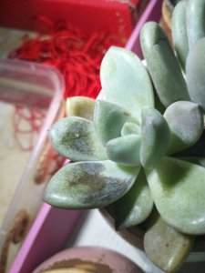 多肉叶子有黑斑是什么原因造成的 多肉植物叶子黑斑原因是什么？