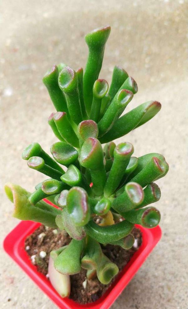 筒叶花月叶子一碰就掉怎么回事