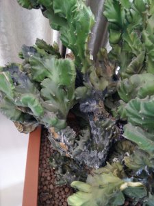 麒麟仙人掌没根能活吗 麒麟仙人掌无需根系存活吗？